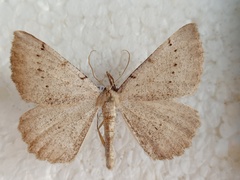 Odontognophos dumetata