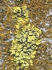 Xanthoria calcicola