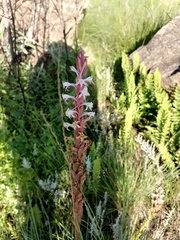Satyrium longicauda longicauda