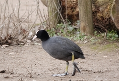 Fulica atra