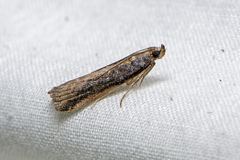 Pyralidae