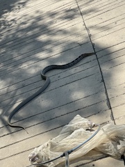 Coelognathus radiatus