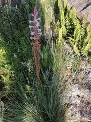 Satyrium longicauda longicauda