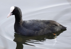Fulica atra
