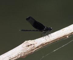Dysphaea dimidiata