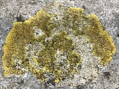 Variospora flavescens