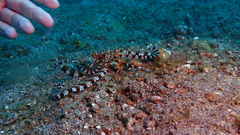 Wunderpus