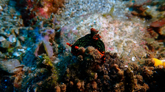 Nembrotha kubaryana