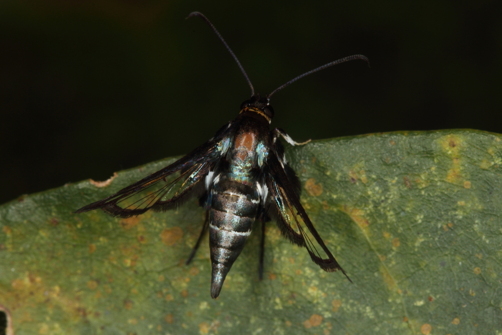 Episannina albifrons