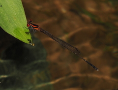 Prodasineura verticalis