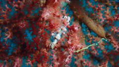 Hippocampus bargibanti