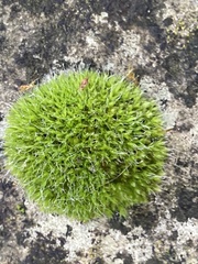 Syntrichia montana