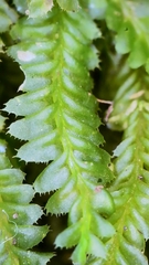 Plagiochila
