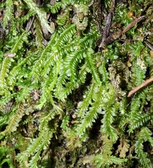 Plagiochila