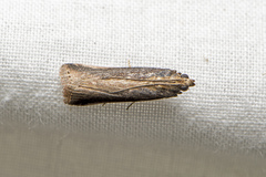 Pyralidae