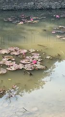 Nymphaea rubra