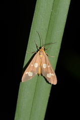 Dysauxes famula