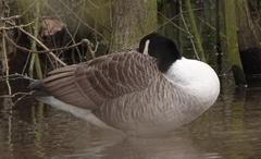 Branta canadensis
