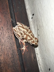 Hyperolius parallelus