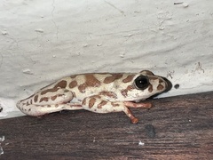 Hyperolius parallelus