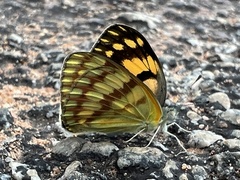 Colotis vesta