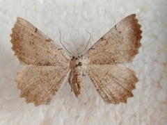 Odontognophos dumetata
