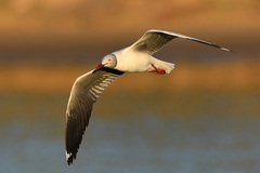 Chroicocephalus cirrocephalus poiocephalus