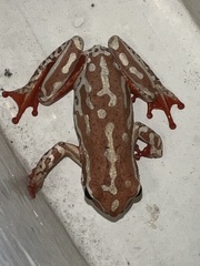 Hyperolius parallelus