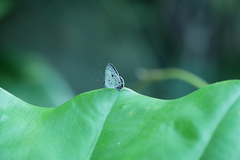 Megisba malaya sikkima