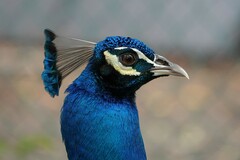 Pavo
