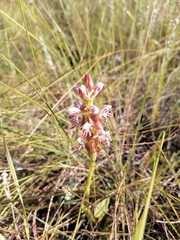 Satyrium cristatum cristatum