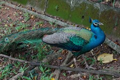 Pavo