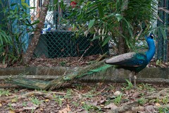 Pavo