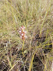 Satyrium cristatum cristatum