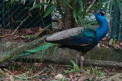Pavo