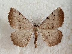 Odontognophos dumetata