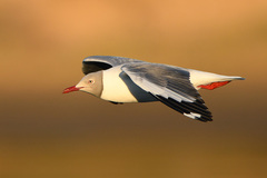 Chroicocephalus cirrocephalus poiocephalus