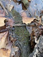 Rhynchostegium riparioides