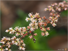 Astilbe longicarpa
