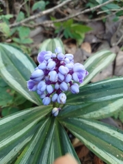 Dichorisandra albomarginata