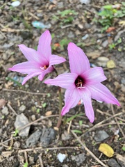 Zephyranthes rosea