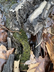 Rhynchostegium riparioides