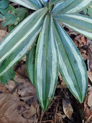 Dichorisandra albomarginata