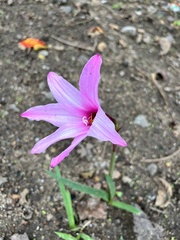 Zephyranthes rosea