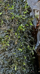 Rhynchostegium riparioides