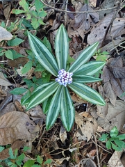 Dichorisandra albomarginata