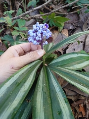 Dichorisandra albomarginata