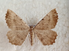 Odontognophos dumetata