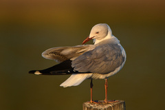 Chroicocephalus cirrocephalus poiocephalus