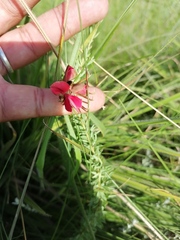 Indigofera rostrata